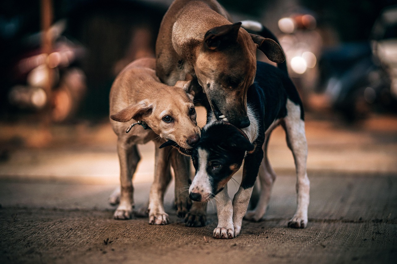threedogs